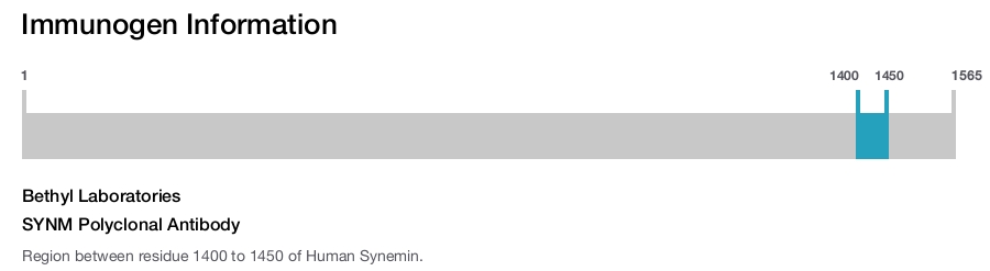SYNM Polyclonal Antibody