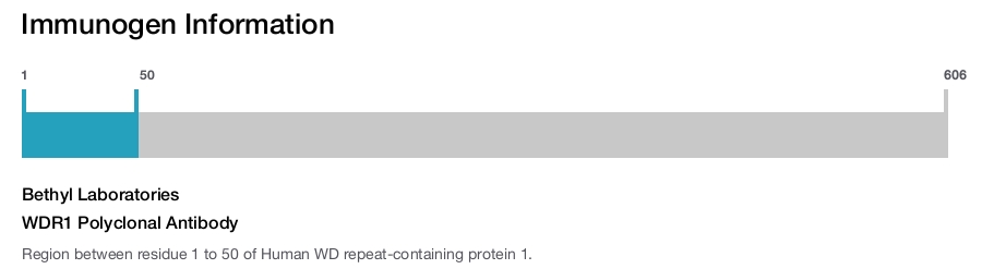 WDR1 Polyclonal Antibody