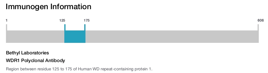 WDR1 Polyclonal Antibody