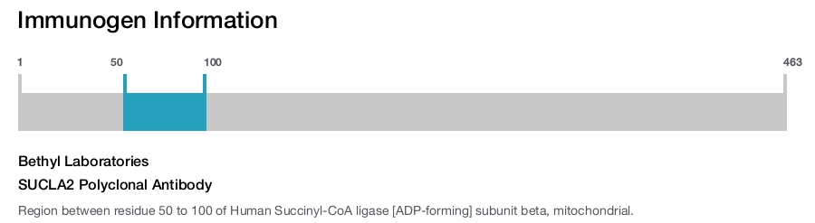 SUCLA2 Polyclonal Antibody