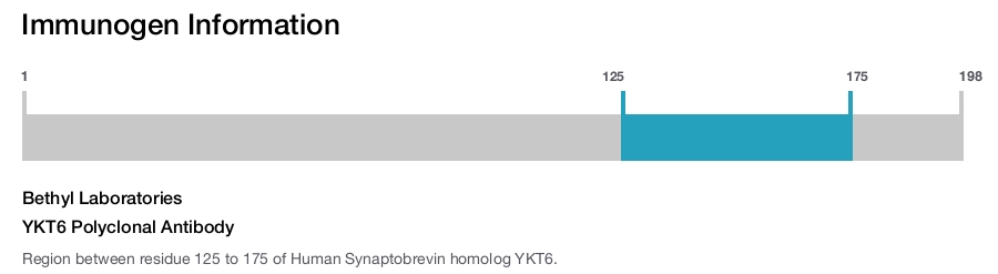 YKT6 Polyclonal Antibody