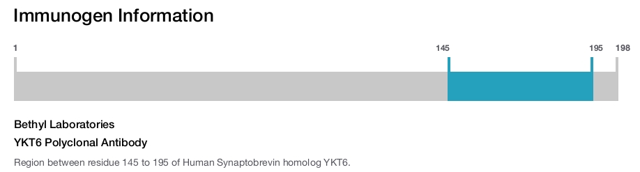 YKT6 Polyclonal Antibody