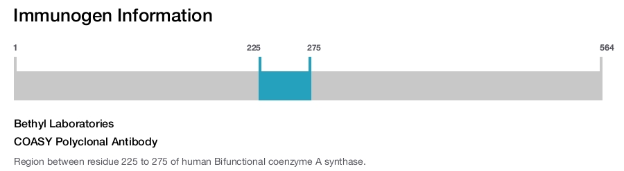 COASY Polyclonal Antibody