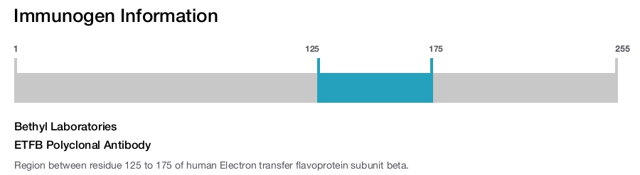 ETFB Polyclonal Antibody