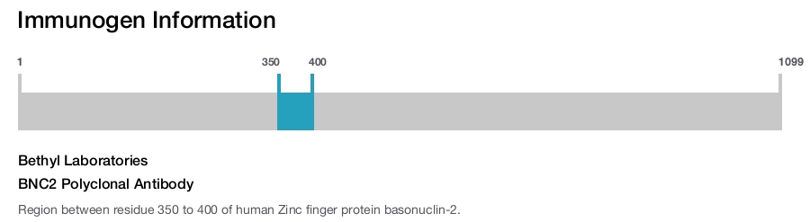 BNC2 Polyclonal Antibody