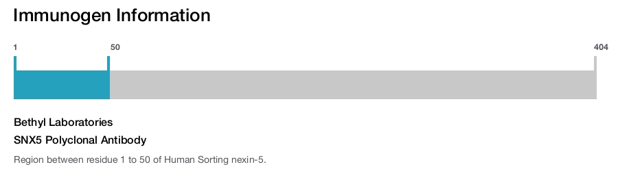 SNX5 Polyclonal Antibody