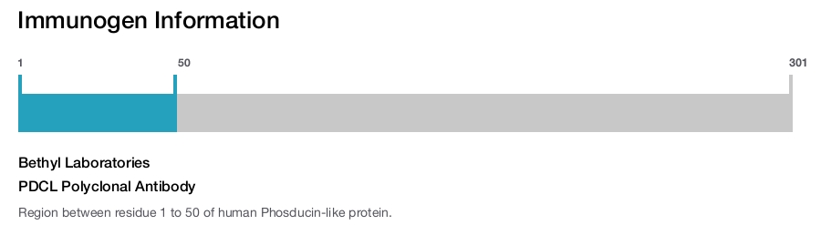 PDCL Polyclonal Antibody