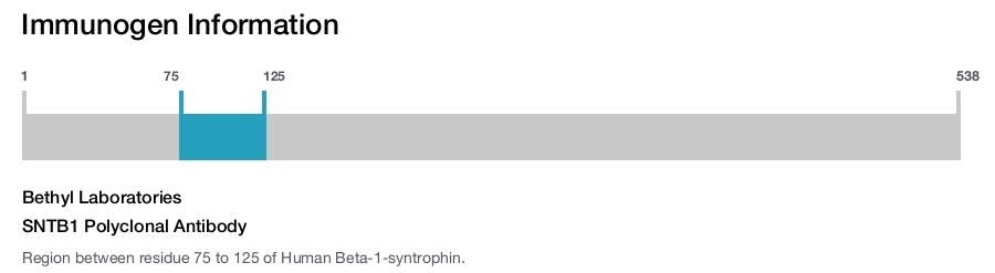 SNTB1 Polyclonal Antibody
