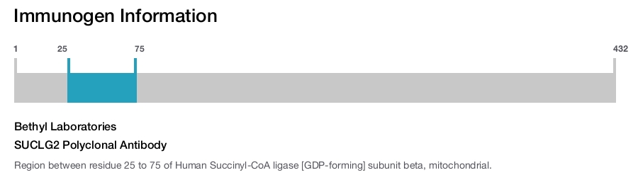 SUCLG2 Polyclonal Antibody
