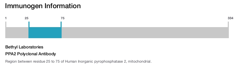 PPA2 Polyclonal Antibody
