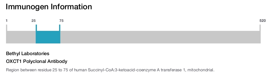 OXCT1 Polyclonal Antibody