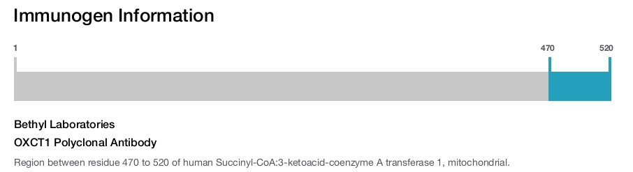 OXCT1 Polyclonal Antibody