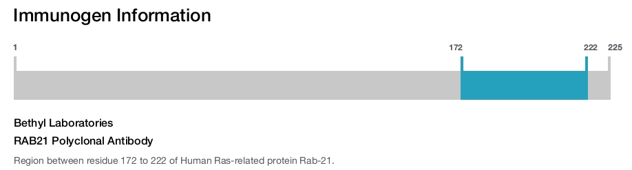 RAB21 Polyclonal Antibody