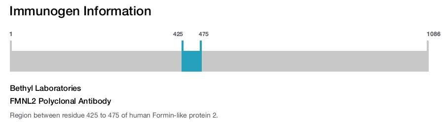 FMNL2 Polyclonal Antibody