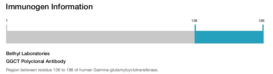GGCT Polyclonal Antibody