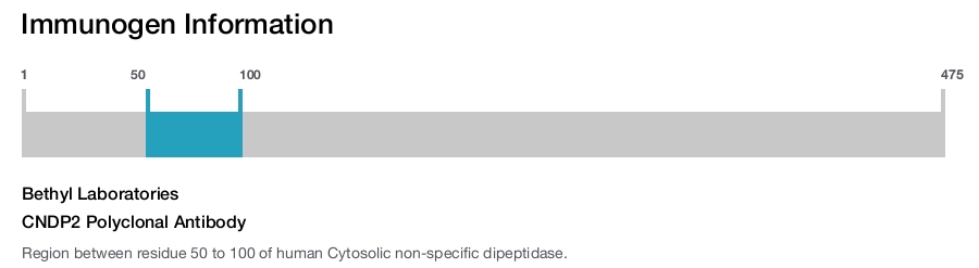 CNDP2 Polyclonal Antibody