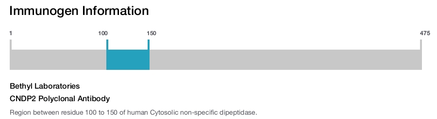 CNDP2 Polyclonal Antibody