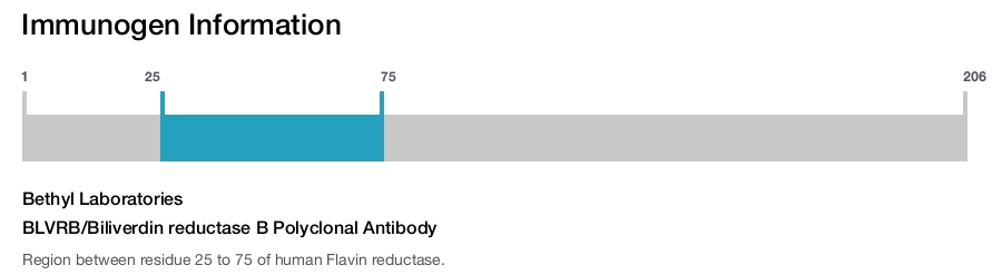 BLVRB/Biliverdin reductase B Polyclonal Antibody