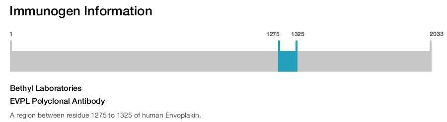 EVPL Polyclonal Antibody