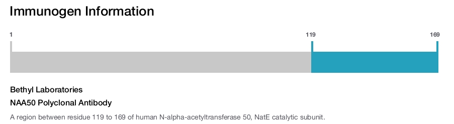 NAA50 Polyclonal Antibody