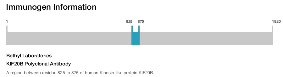 KIF20B Polyclonal Antibody