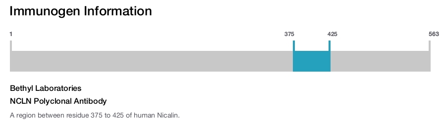 NCLN Polyclonal Antibody