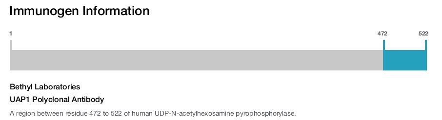 UAP1 Polyclonal Antibody