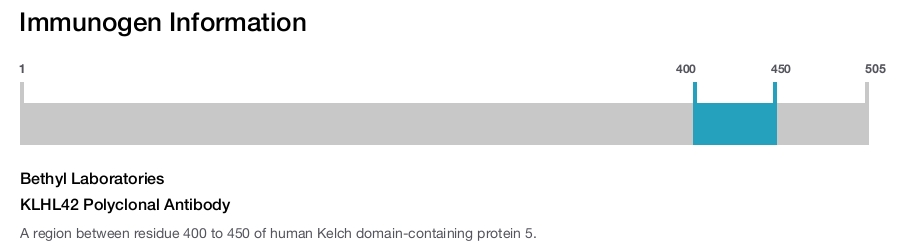 KLHL42 Polyclonal Antibody