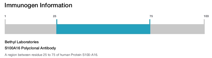 S100A16 Polyclonal Antibody