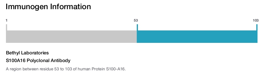 S100A16 Polyclonal Antibody