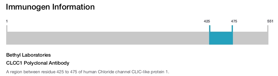 CLCC1 Polyclonal Antibody
