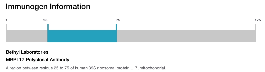 MRPL17 Polyclonal Antibody