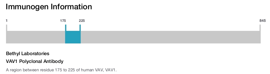 VAV1 Polyclonal Antibody