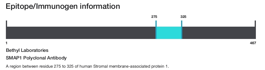 SMAP1 Polyclonal Antibody
