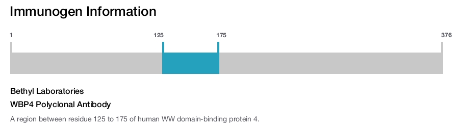 WBP4 Polyclonal Antibody