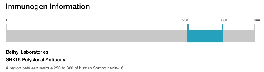 SNX16 Polyclonal Antibody