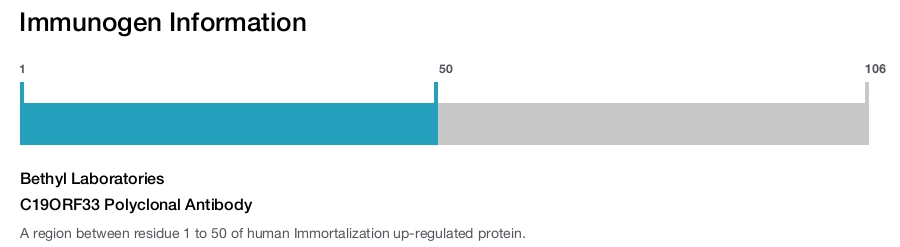C19ORF33 Polyclonal Antibody