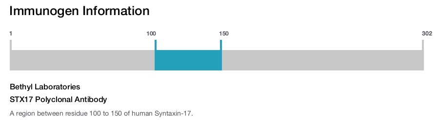 STX17 Polyclonal Antibody