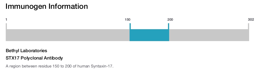STX17 Polyclonal Antibody