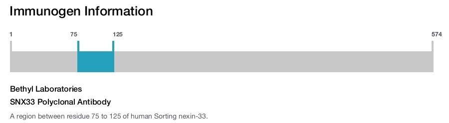 SNX33 Polyclonal Antibody