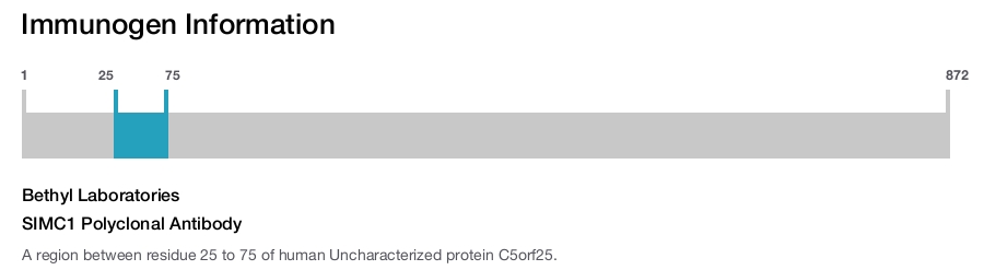 SIMC1 Polyclonal Antibody