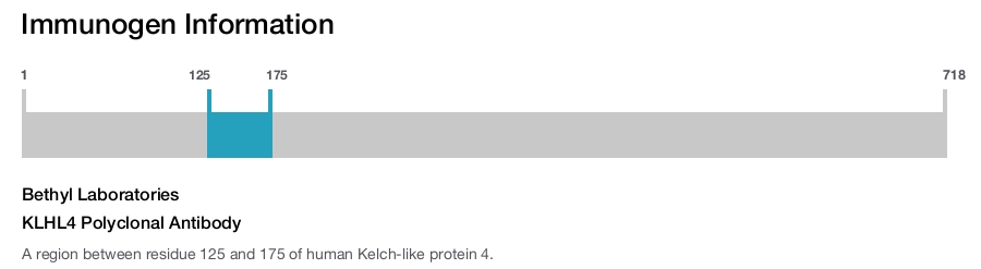 KLHL4 Polyclonal Antibody