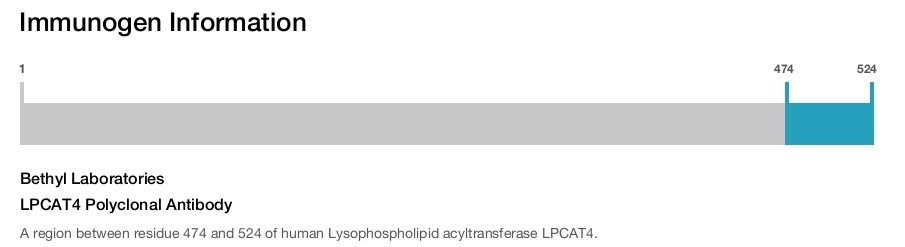 LPCAT4 Polyclonal Antibody
