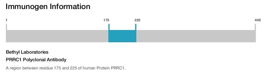 PRRC1 Polyclonal Antibody
