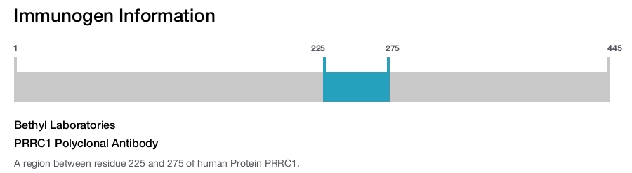 PRRC1 Polyclonal Antibody