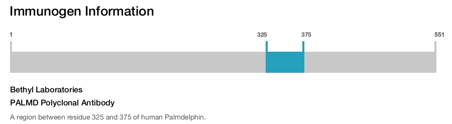 PALMD Polyclonal Antibody