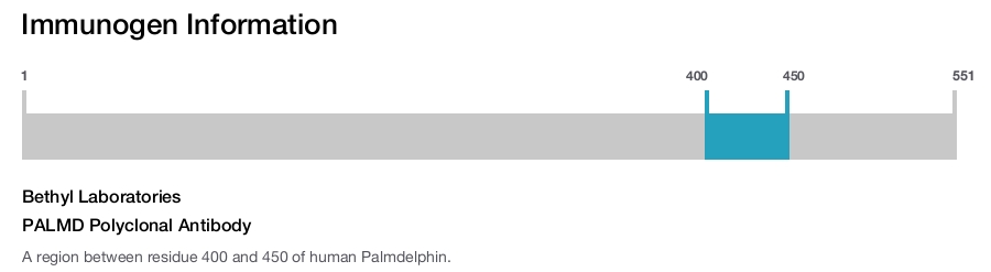 PALMD Polyclonal Antibody