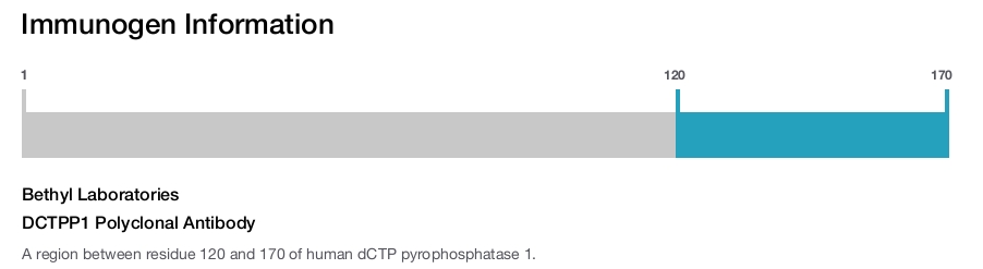 DCTPP1 Polyclonal Antibody