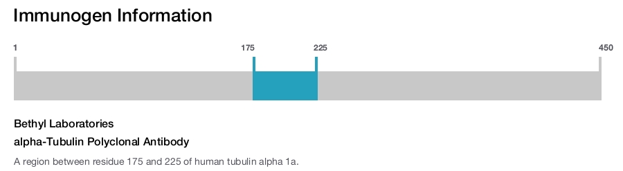 alpha-Tubulin Polyclonal Antibody