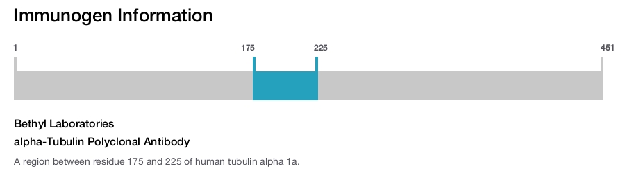 alpha-Tubulin Polyclonal Antibody